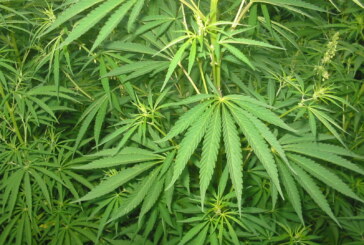 Legislation watch: Cannabis Regulation and Taxation Act